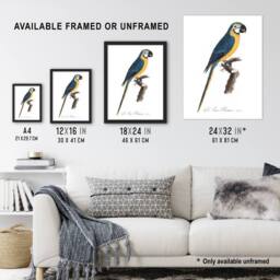 Artery8 Blue & Yellow Macaw Parrot Levaillant Framed Wall Art Print in White - Size: A4 - thumbnail 3