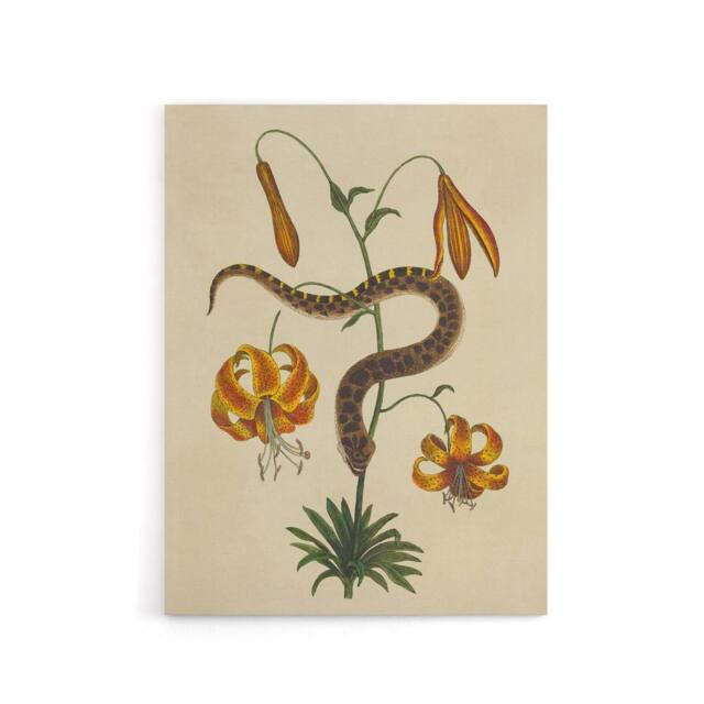 "Artery8 Hog Nose Snake & Tiger Lily Mark Catesby Canvas Wall Art in Beige - Size: W18"" x H24""" - image 1