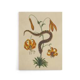"Artery8 Hog Nose Snake & Tiger Lily Mark Catesby Canvas Wall Art in Beige - Size: W18"" x H24""" - thumbnail 1