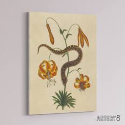 "Artery8 Hog Nose Snake & Tiger Lily Mark Catesby Canvas Wall Art in Beige - Size: W18"" x H24""" - thumbnail 2