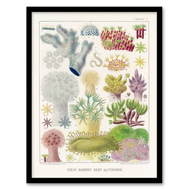 Artery8 Great Barrier Reef Alcyonaria Kent Framed Wall Art Print in White - Size: A4 - image 1