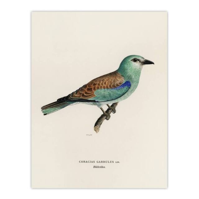 "Artery8 European Roller Bird Von Wright Vintage Wall Art Print Poster in Beige - Size: W12"" x H16""" - image 1