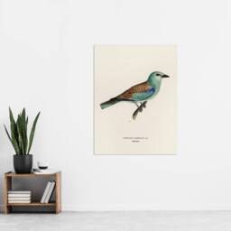"Artery8 European Roller Bird Von Wright Vintage Wall Art Print Poster in Beige - Size: W12"" x H16""" - thumbnail 4