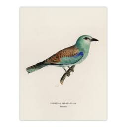 "Artery8 European Roller Bird Von Wright Vintage Wall Art Print Poster in Beige - Size: W12"" x H16""" - thumbnail 1