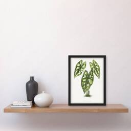 Artery8 AF Lydon B Fawcett Caladium Humboldtii Leaves Framed Wall Art Print in White - Size: A4 - thumbnail 4