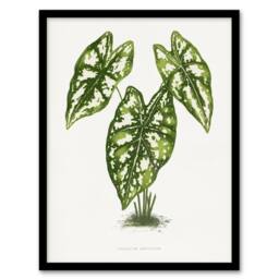 Artery8 AF Lydon B Fawcett Caladium Humboldtii Leaves Framed Wall Art Print in White - Size: A4 - thumbnail 1