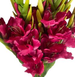 Leaf Artificial Pink Gladioli Stem Flower 115cm Large Realistic Pack of 6 - thumbnail 4