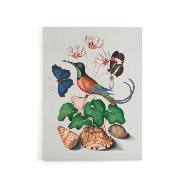 "Artery8 Hummingbird Cyclamen Butterflies Seashells Bolton Canvas Wall Art - Size: W18"" x H24""" - image 1