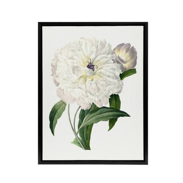 "Artery8 Peony Flower Illustration Redoute Vintage Black Framed Canvas Wall Art in White - Size: W12"" x H16""" - image 1