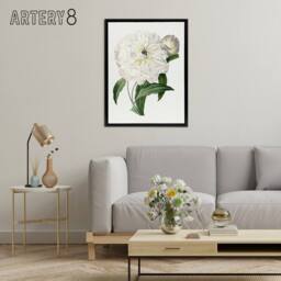 "Artery8 Peony Flower Illustration Redoute Vintage Black Framed Canvas Wall Art in White - Size: W12"" x H16""" - thumbnail 3