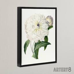 "Artery8 Peony Flower Illustration Redoute Vintage Black Framed Canvas Wall Art in White - Size: W12"" x H16""" - thumbnail 2