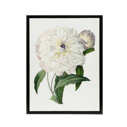 "Artery8 Peony Flower Illustration Redoute Vintage Black Framed Canvas Wall Art in White - Size: W12"" x H16""" - thumbnail 1