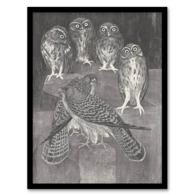 "Artery8 Four Owls & Two Kestrels Vintage Framed Wall Art Print van Hoytema in Grey - Size: W12"" x H16""" - image 1