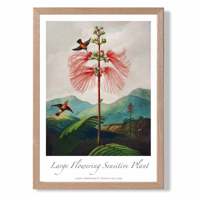 ARTZE Vintage Floral Exhibition - Flowering Plant Framed Print SIZE: A4 with Oak Frame in Red - image 1