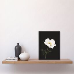 "Artery8 Single White Poppy Anemone Flower Black Floral Framed Wall Art - Size: W12"" x H16""" - thumbnail 4