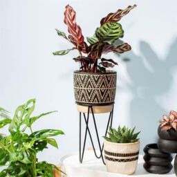 Sass & Belle Nomad Cement Planter with Wire Stand in Black - thumbnail 3