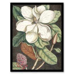 Artery8 Altissima Flower Laurel Tree Magnolia Catesby Framed Wall Art Print - Size: A4 - thumbnail 1