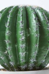 Homescapes Golden Barrel Artificial Cactus in Contemporary Stone Pot, 19 cm Tall in Green - thumbnail 5