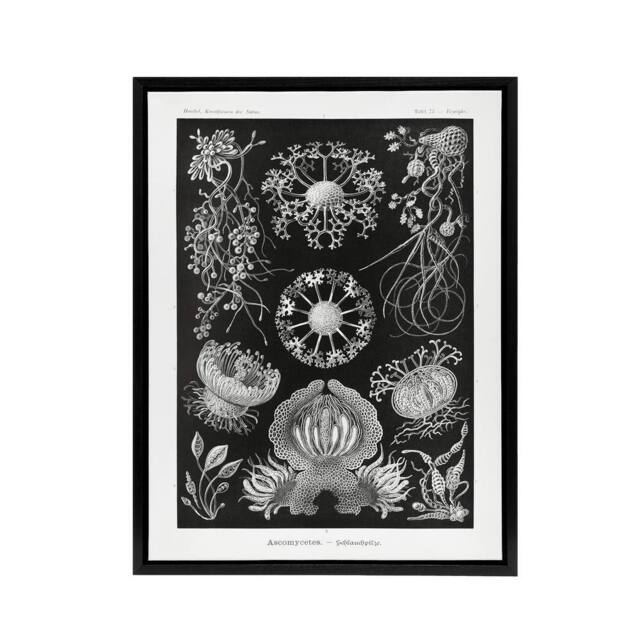 "Artery8 Ascomycetes Fungi Species Vintage Haeckel Black Framed Canvas Wall Art - Size: W12"" x H16""" - image 1
