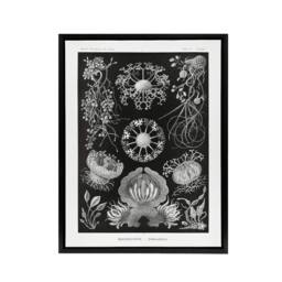 "Artery8 Ascomycetes Fungi Species Vintage Haeckel Black Framed Canvas Wall Art - Size: W12"" x H16""" - thumbnail 1