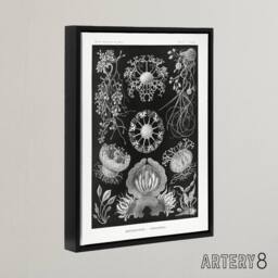 "Artery8 Ascomycetes Fungi Species Vintage Haeckel Black Framed Canvas Wall Art - Size: W12"" x H16""" - thumbnail 2