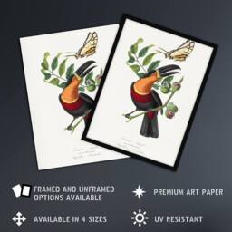 Artery8 Paul Gervais Toucan & Butterfly Vintage Illustration Framed Art Print in White - Size: A4 - thumbnail 2