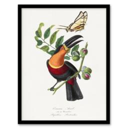 Artery8 Paul Gervais Toucan & Butterfly Vintage Illustration Framed Art Print in White - Size: A4 - thumbnail 1