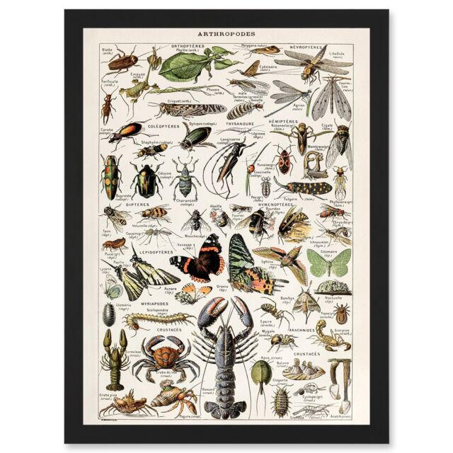 Artery8 Millot Encyclopedia Arthropods Exoskeletal Animals Nature Artwork Framed Wall Art Print A4 in Black - image 1