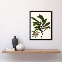 Artery8 New Zealand Toropapa Flowering Plant Featon Framed Wall Art Print in Beige - Size: A4 - thumbnail 4