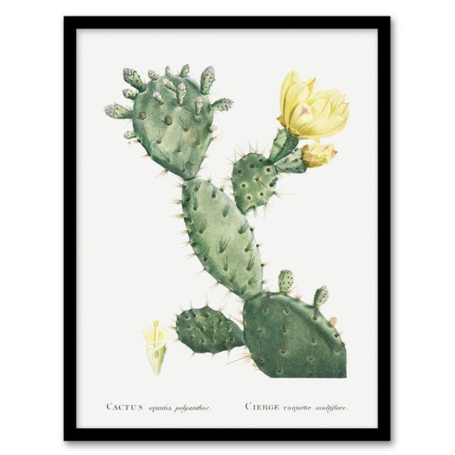 Artery8 Opuntia Polyanthos Cactus Redoute Vintage Framed Wall Art Print in White - Size: A4 - image 1