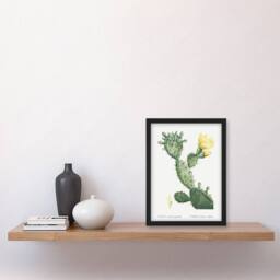 Artery8 Opuntia Polyanthos Cactus Redoute Vintage Framed Wall Art Print in White - Size: A4 - thumbnail 4