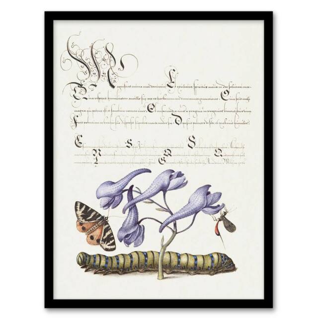Artery8 Butterfly Caterpillar & Flower Calligraphy Framed Wall Art Print in White - Size: A4 - image 1