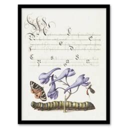 Artery8 Butterfly Caterpillar & Flower Calligraphy Framed Wall Art Print in White - Size: A4 - thumbnail 1