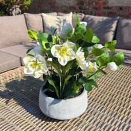 Wyld Haus White Hellebore Artificial Plant in Grey Ceramic Pot - thumbnail 2