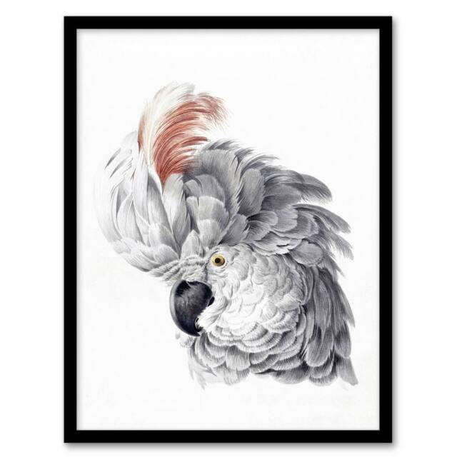 Artery8 Cockatoo Parrot Head Watercolour Schouman Framed Wall Art Print in White - Size: A4 - image 1