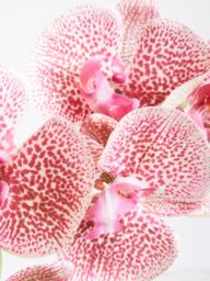 Orsina Pink Orchid Spray - 100cm, Graceful Faux Orchid Stem With Delicate Pink Blooms, Adds Height & Elegance - thumbnail 4