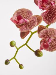 Orsina Pink Orchid Spray - 100cm, Graceful Faux Orchid Stem With Delicate Pink Blooms, Adds Height & Elegance - thumbnail 3