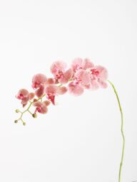 Orsina Pink Orchid Spray - 100cm, Graceful Faux Orchid Stem With Delicate Pink Blooms, Adds Height & Elegance - thumbnail 5