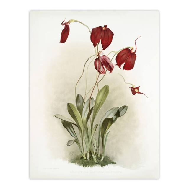 "Artery8 F Sander Masdevallia Harryana Splendens Orchid Wall Art Print - Size: W12"" x H16""" - image 1