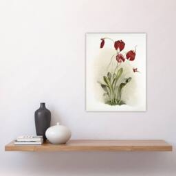 "Artery8 F Sander Masdevallia Harryana Splendens Orchid Wall Art Print - Size: W12"" x H16""" - thumbnail 4