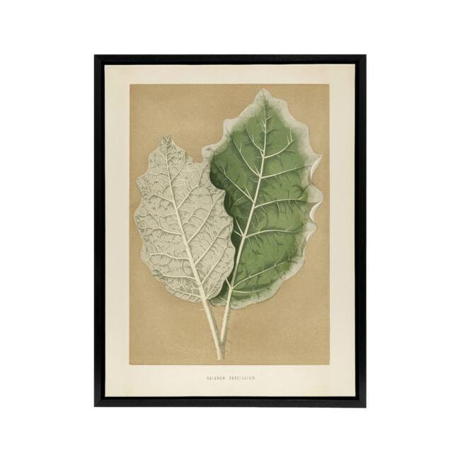 "Artery8 White Margined Nightshade Leaves Fawcett Black Framed Canvas Wall Art in Beige - Size: W12"" x H16""" - image 1