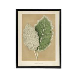"Artery8 White Margined Nightshade Leaves Fawcett Black Framed Canvas Wall Art in Beige - Size: W12"" x H16""" - thumbnail 1