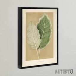 "Artery8 White Margined Nightshade Leaves Fawcett Black Framed Canvas Wall Art in Beige - Size: W12"" x H16""" - thumbnail 2