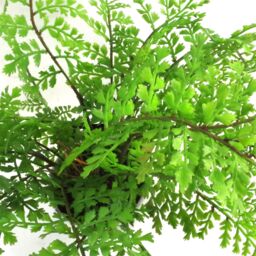 Leaf Faux 30cm Artificial Potted Royal Fern in Green - thumbnail 2