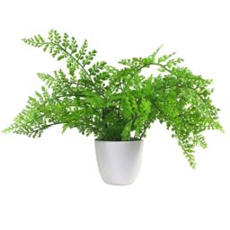 Leaf Faux 30cm Artificial Potted Royal Fern in Green - thumbnail 1