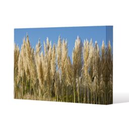 Benjamin Tate Design Pampus Grass (Canvas Print) / 77 x 51 x 4cm in Natural - Size: 77 x 51 x 4 cm - thumbnail 1