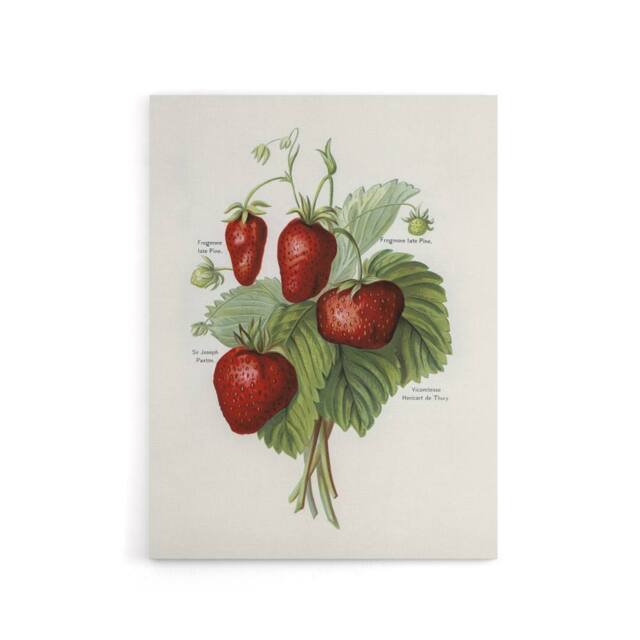 "Artery8 Vintage Fruit Illustration of Strawberries Wright Canvas Art Print in White - Size: W12"" x H16""" - image 1