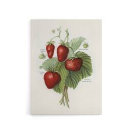 "Artery8 Vintage Fruit Illustration of Strawberries Wright Canvas Art Print in White - Size: W12"" x H16""" - thumbnail 1