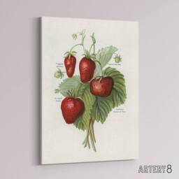 "Artery8 Vintage Fruit Illustration of Strawberries Wright Canvas Art Print in White - Size: W12"" x H16""" - thumbnail 2