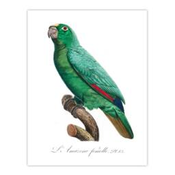 Artery8 Francois Levaillant Framed Wall Art Yellow Crowned Amazon Parrot in White - Size: A4 - thumbnail 3